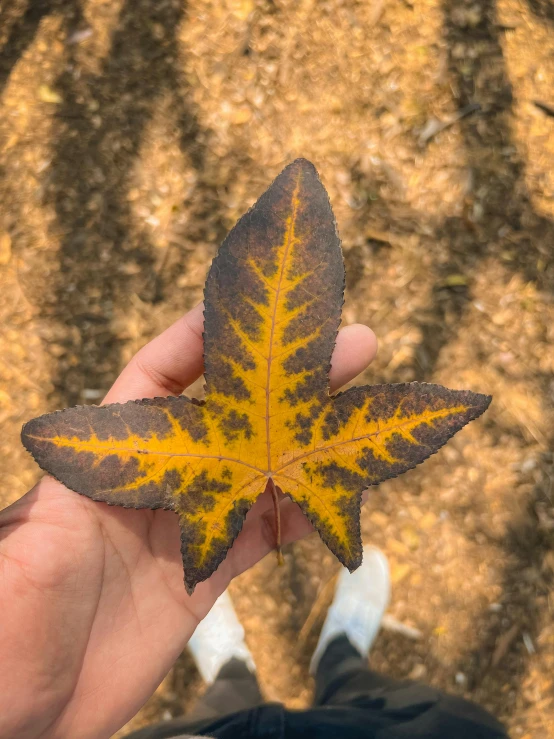 a hand holding a leaf in the middle of dirt