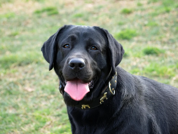 a large black dog with a ss collar standing in grass