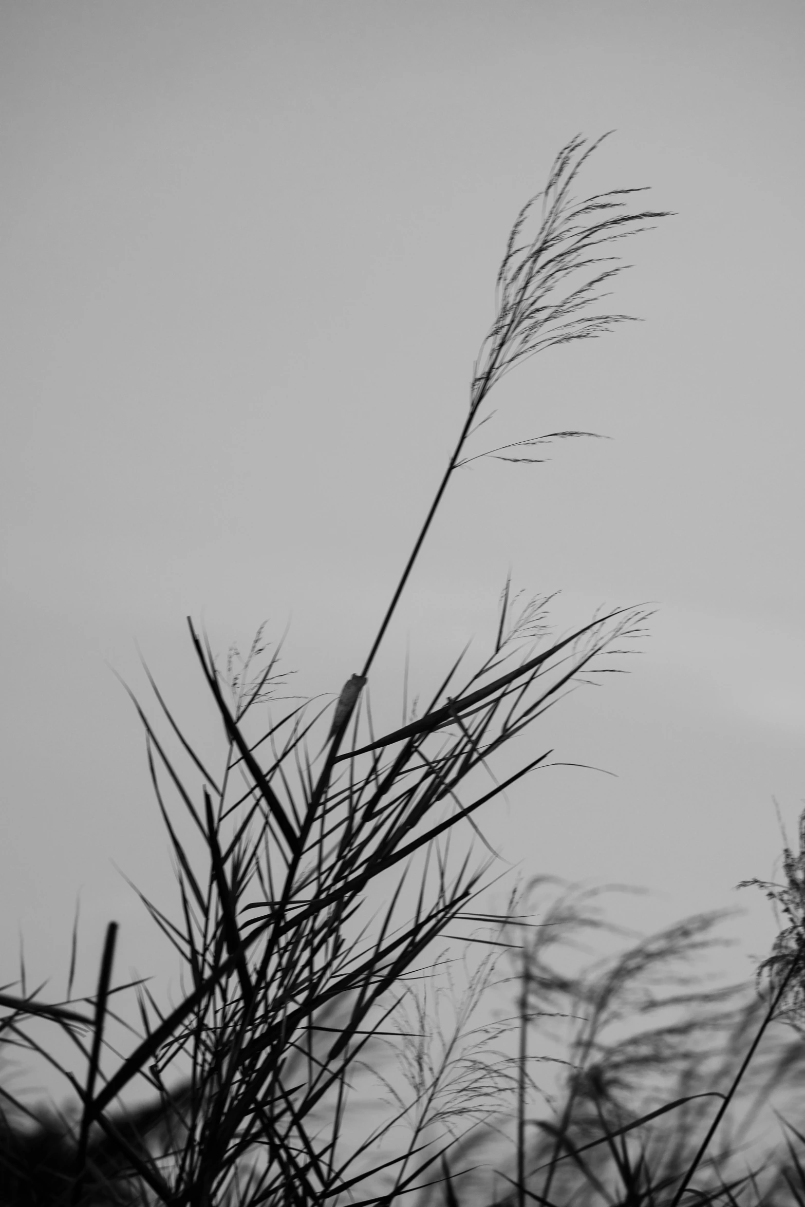 long reeds in the midst of cloudy skies