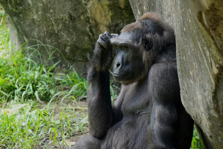 a big gorilla sitting next to a tree