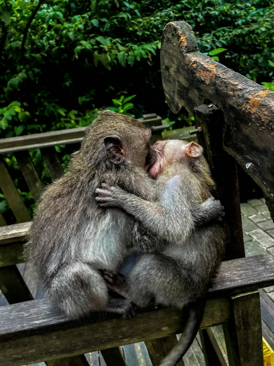 the monkeys are hugging each other outside