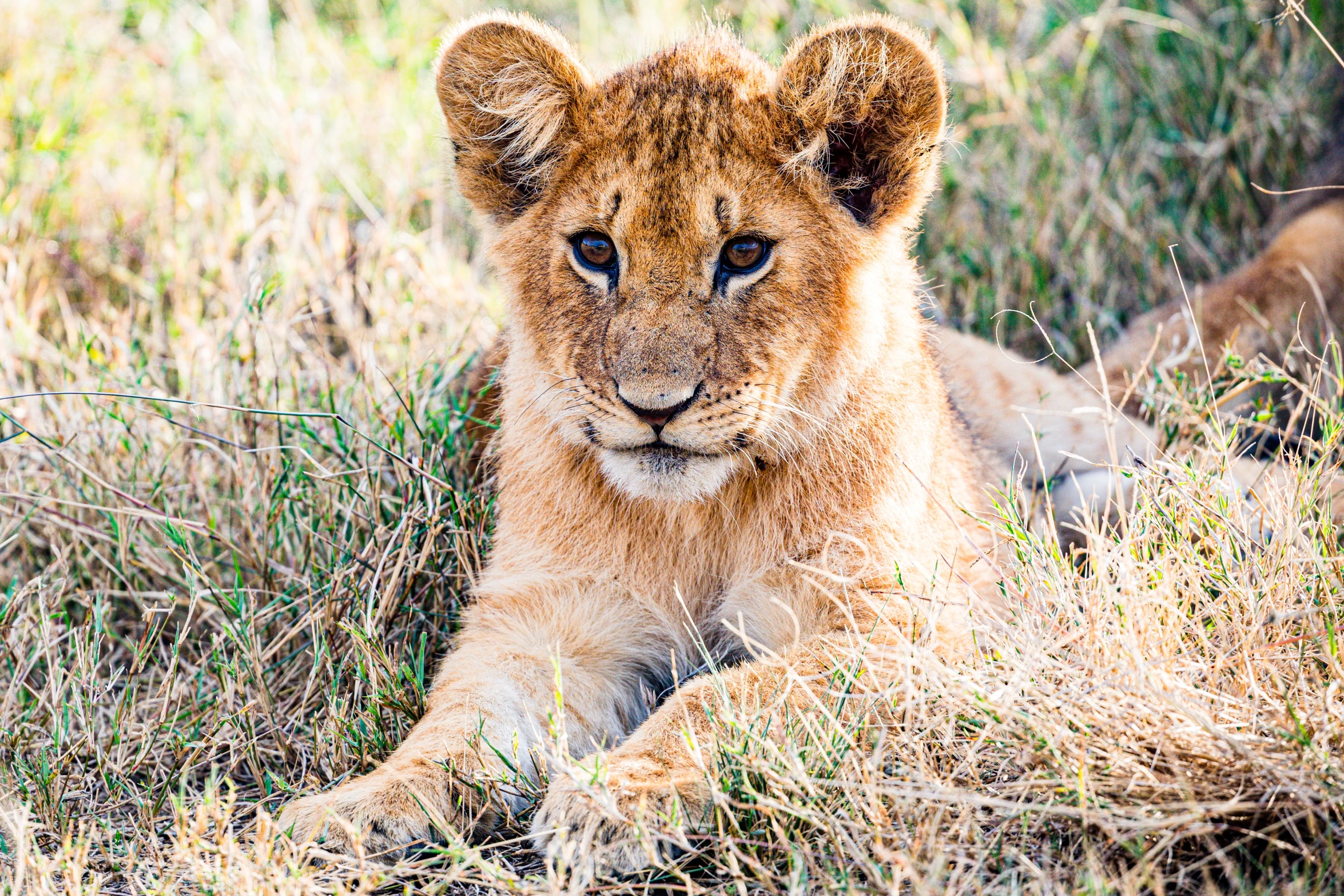 a young lion sitting in a grassy field