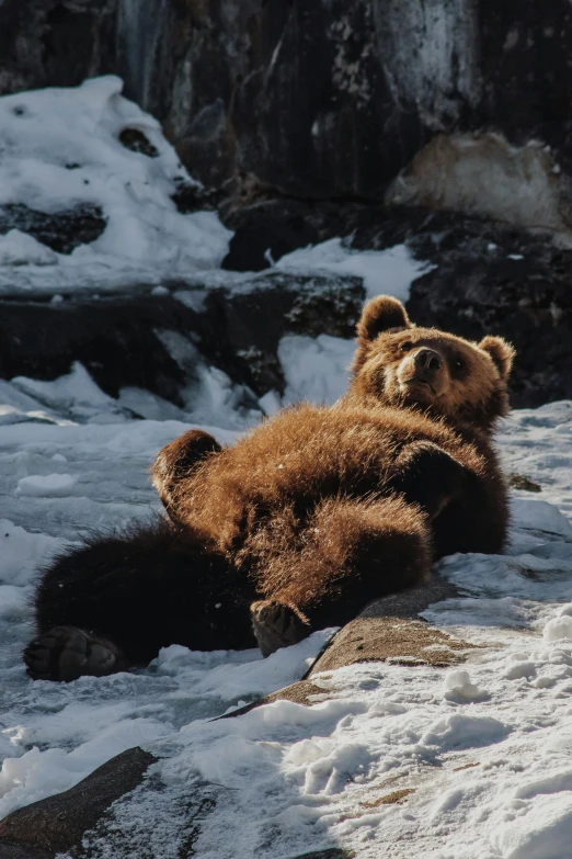 the bear is laying down in the snow