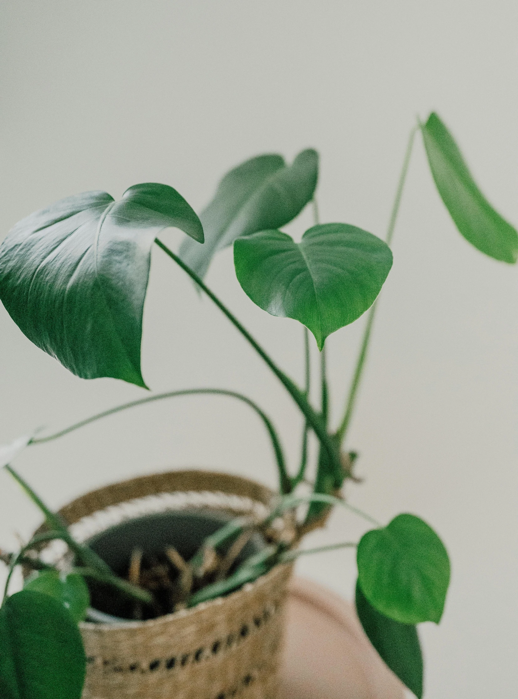 the potted plant is sitting in a persons hand