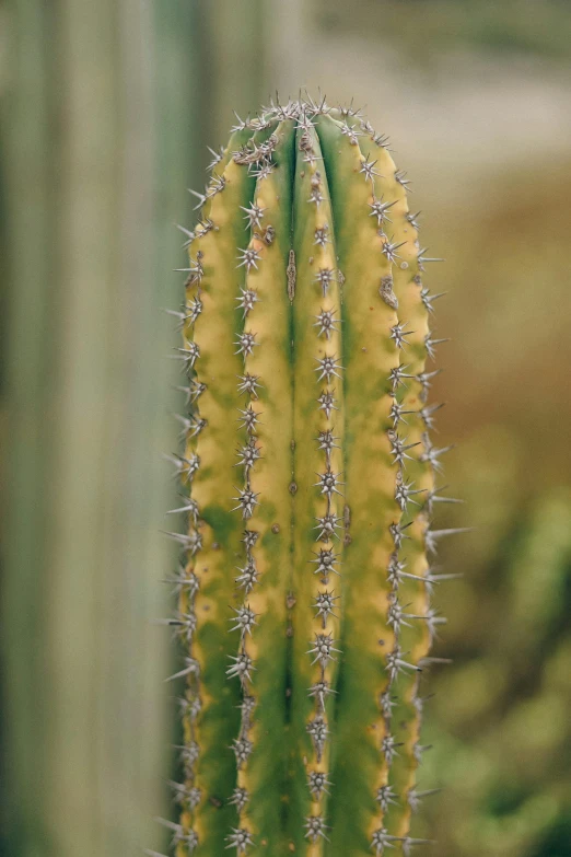 a small green cactus plant with many small, furry, flowers