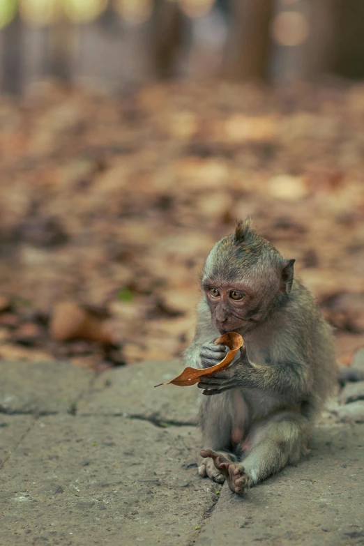 a small monkey is eating soing on a sidewalk