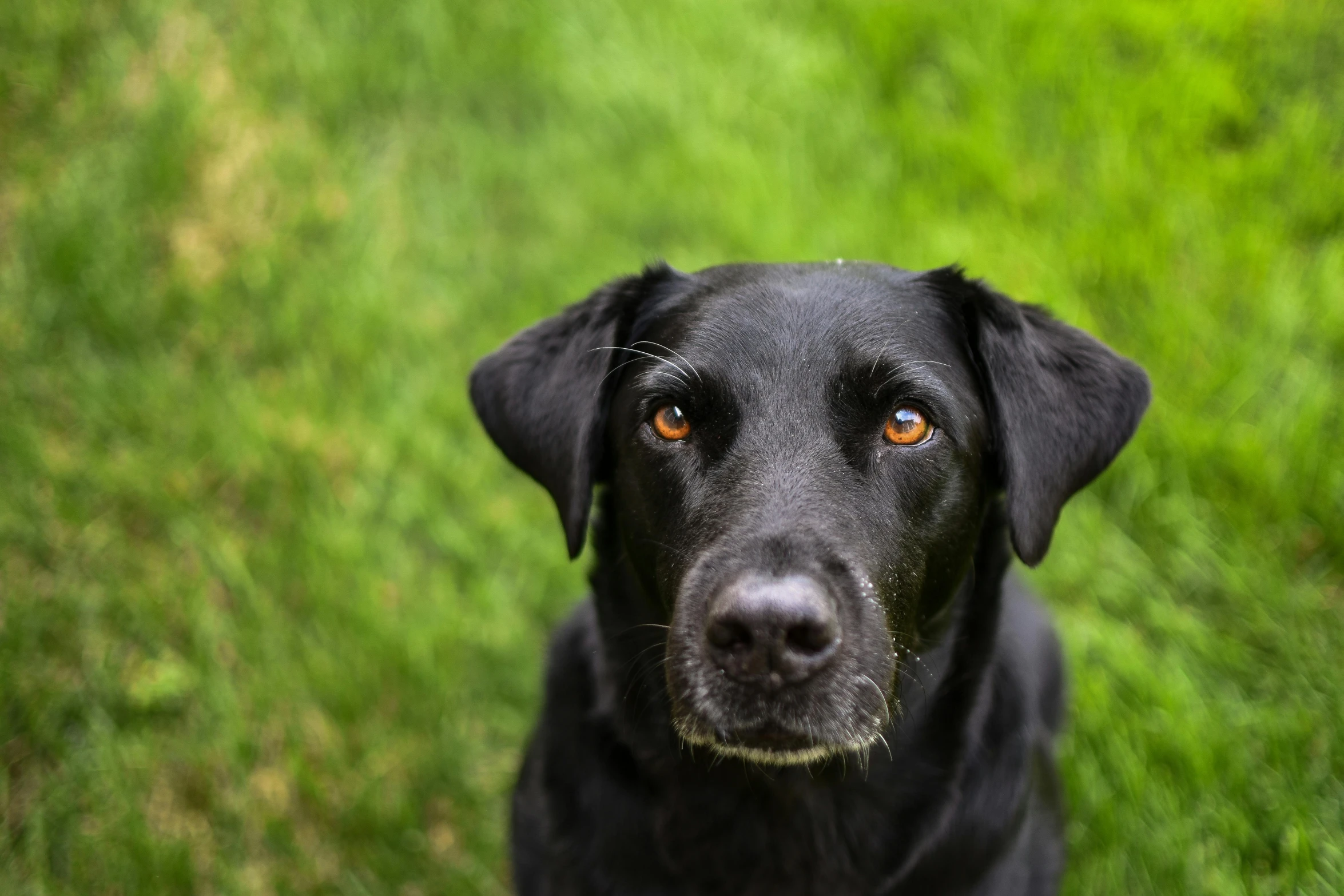 the close up of the black dog looks at soing