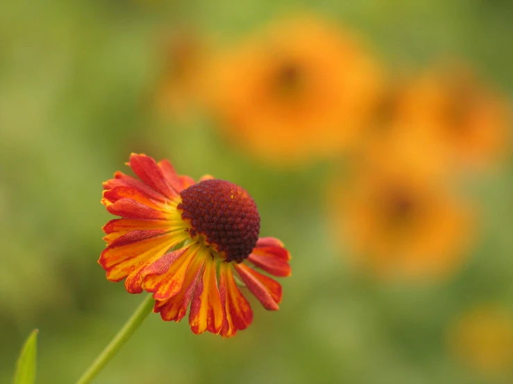 a close up po of an orange and yellow flower