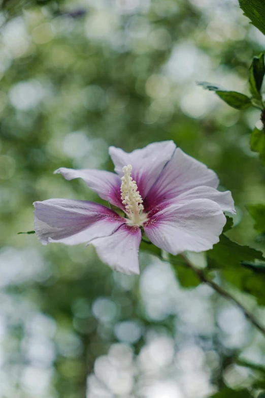 a beautiful pink flower blooming amongst a green background