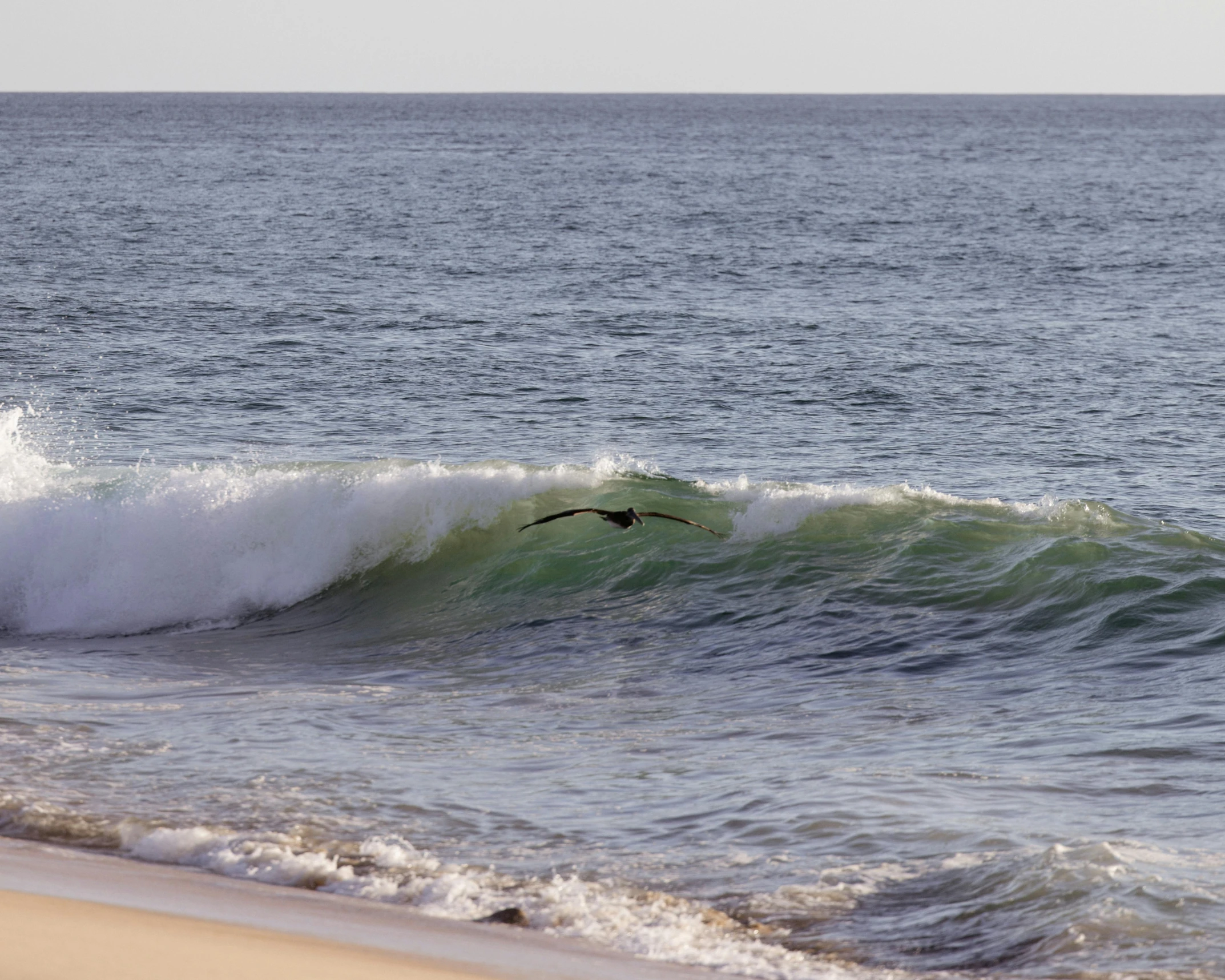 a bird flies over the ocean waves on the beach