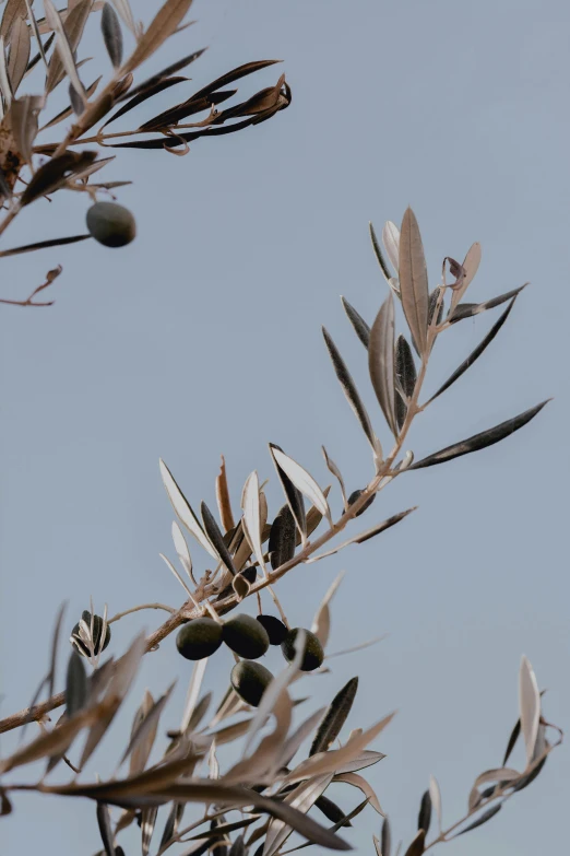 there is an olive tree nch in the foreground