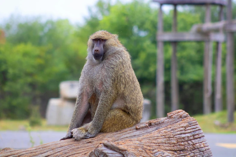 a monkey sits on top of a fallen log