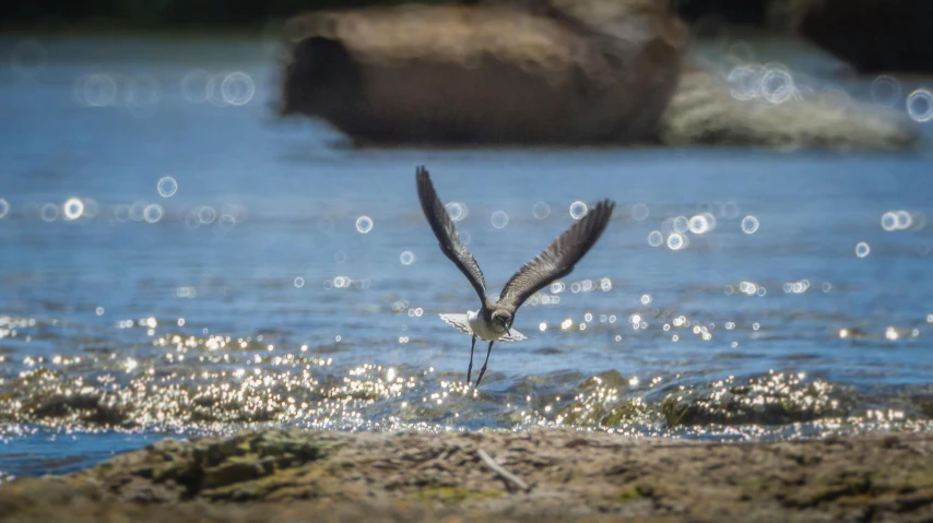 the bird is flying very low near the water