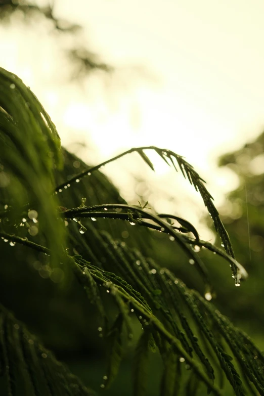 water drops are covering the leaves and plant
