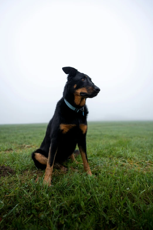 a dog sitting in a field looking at soing