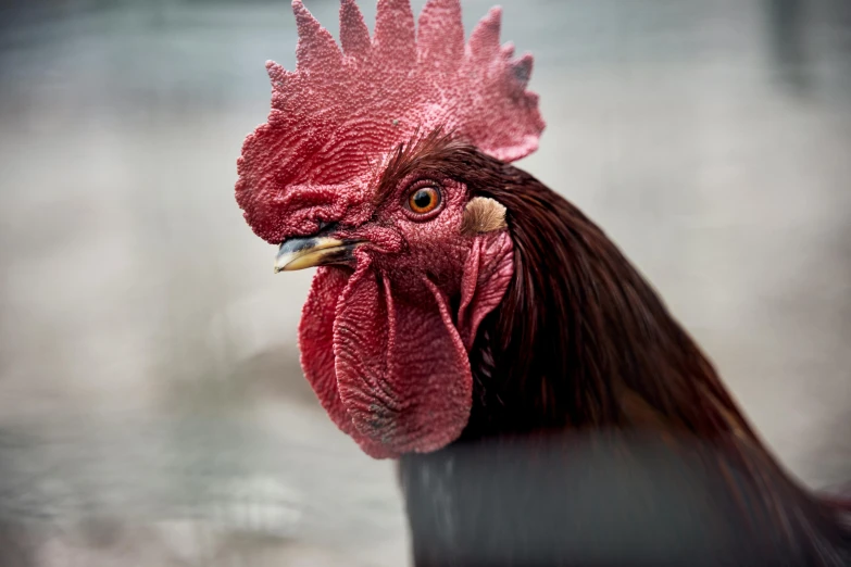 a rooster looks to the side with a serious look on its face