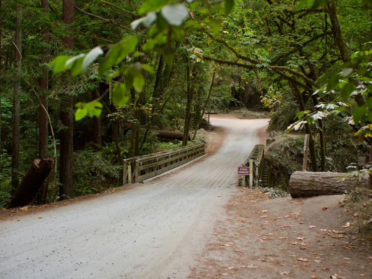 a view down the road in the woods