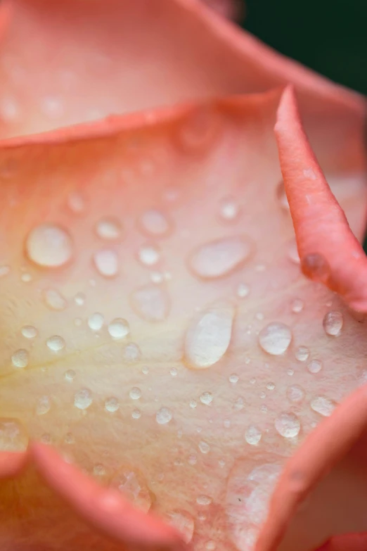 the inside of a pink rose with water droplets