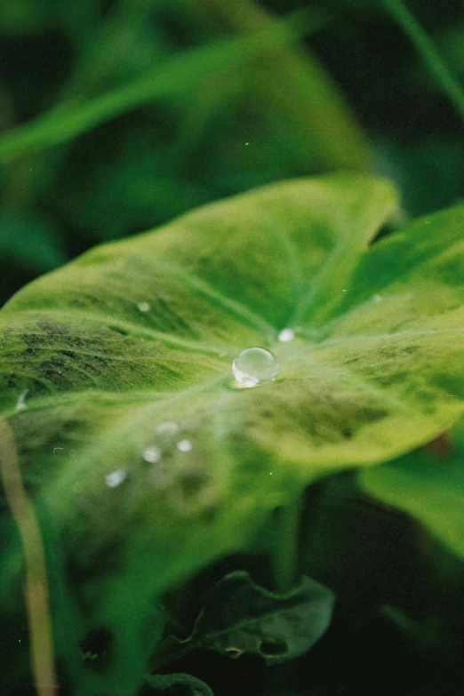 the leaf is growing through the water droplets