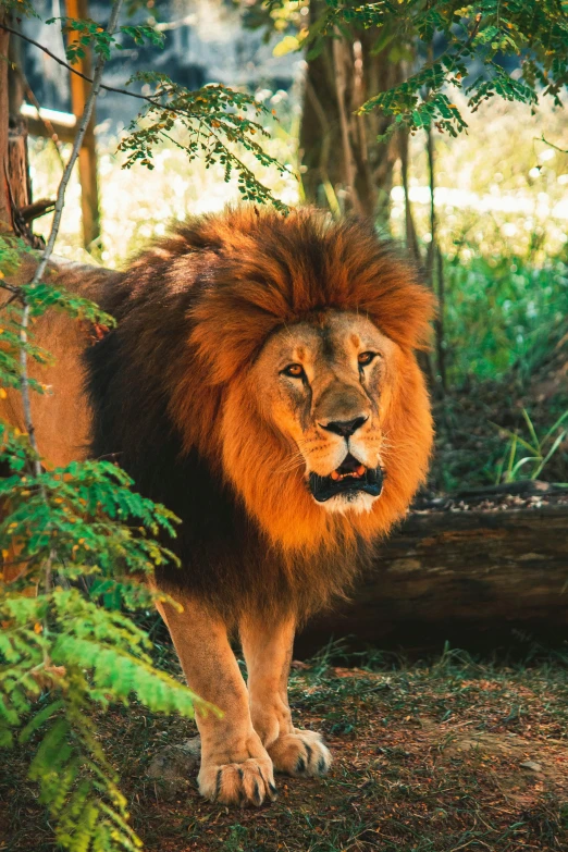 a lion walks around in a forest