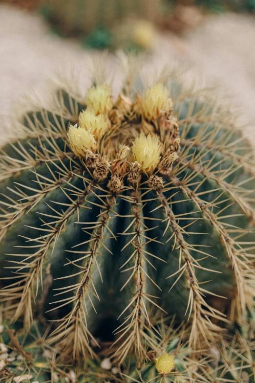 cactus growing out of ground and with yellow flowers