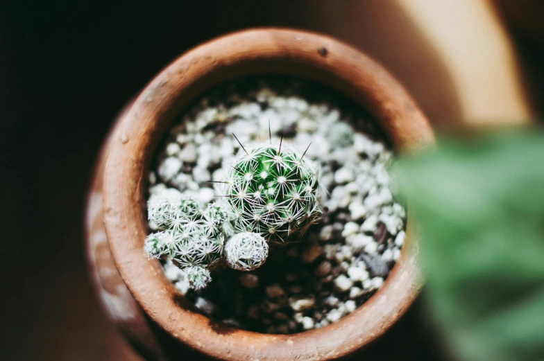 a potted plant sits in the ground