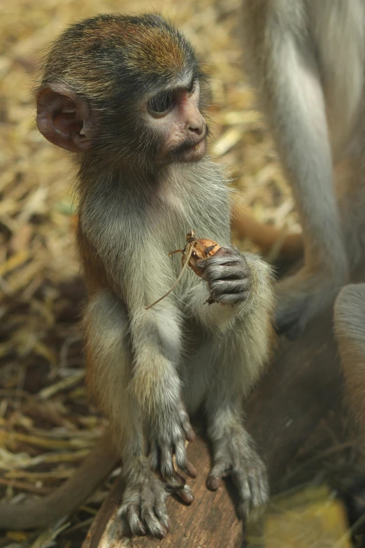 a close up of a monkey eating some food on a piece of wood