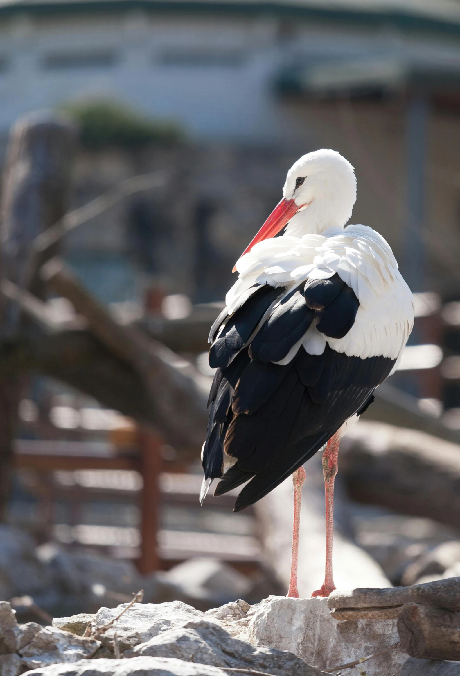 the bird is standing on a rock looking around