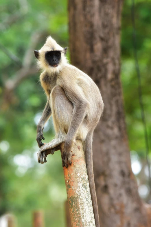 a monkey sitting on top of a tree nch