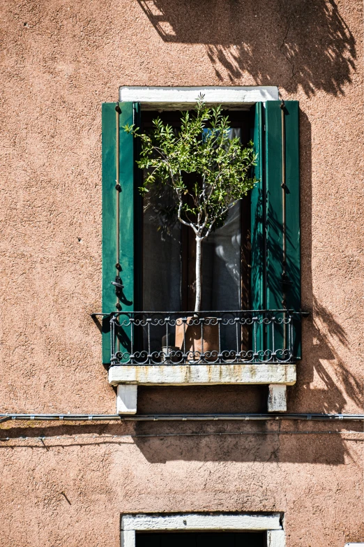 a tree is in the window of a building