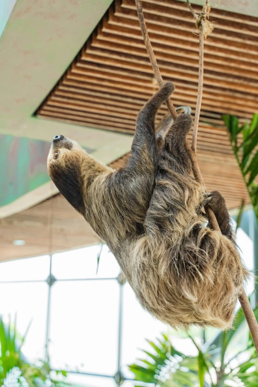 a brown and black sloth hanging from a rope