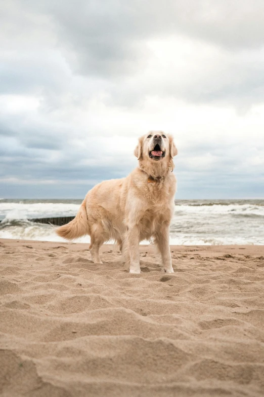 a dog on the beach smiling for the camera
