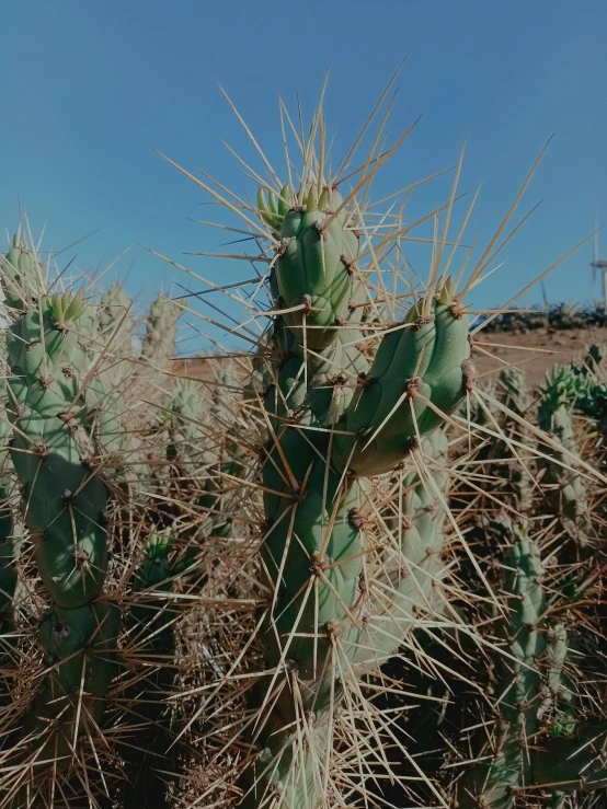 an arid desert has many cactuses and one cactus is standing