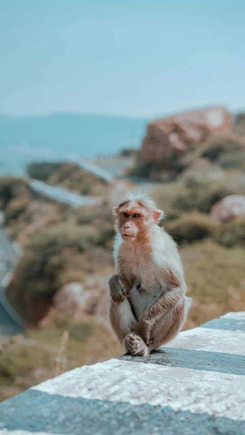 a long - hair monkey is sitting on a rock