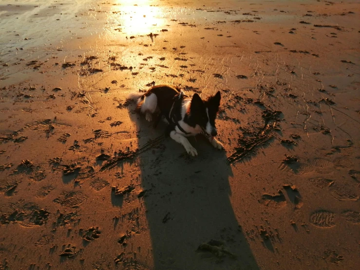 a dog lays down on the sand as the sun sets