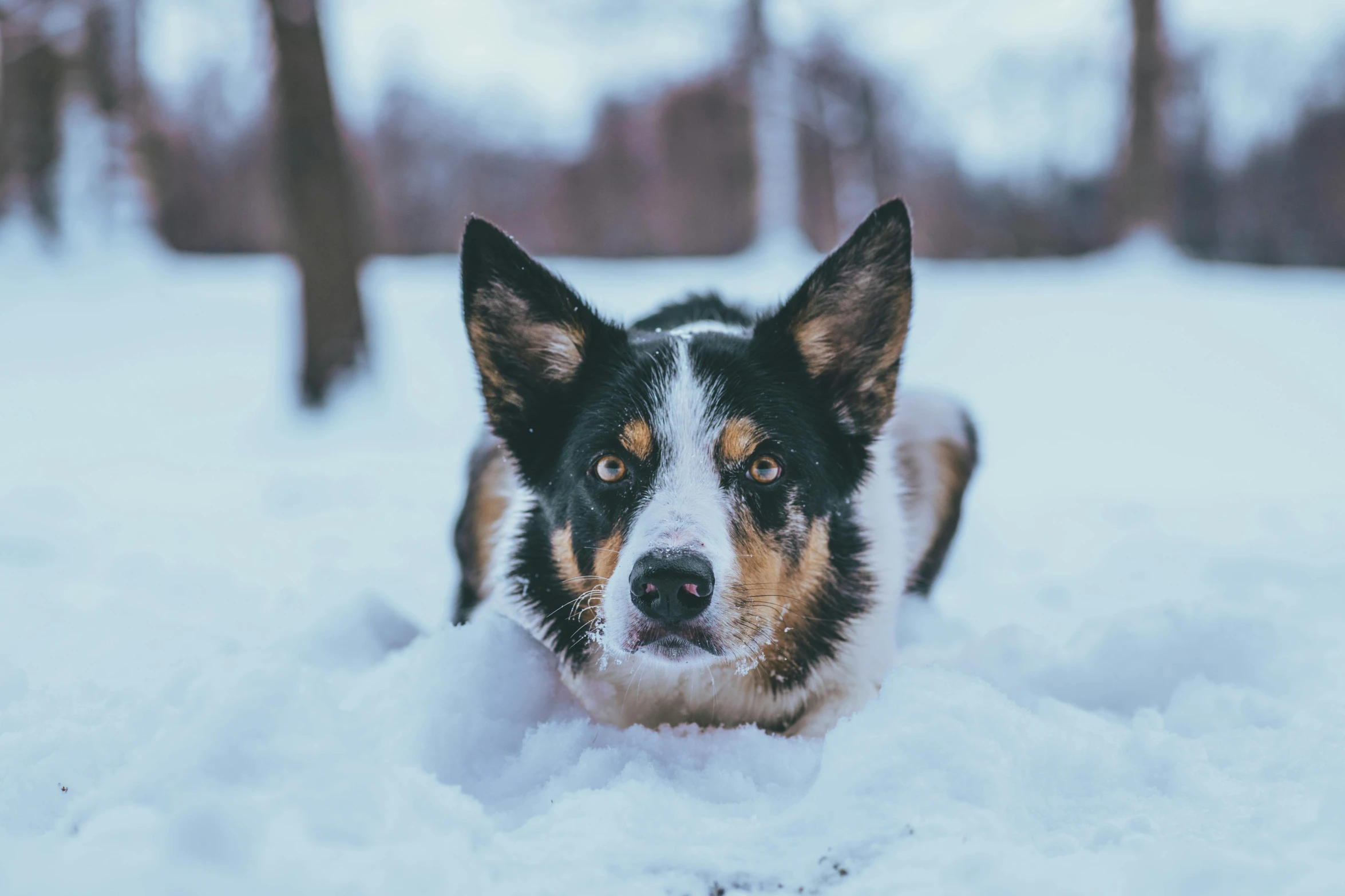 a dog running through the snow in a park