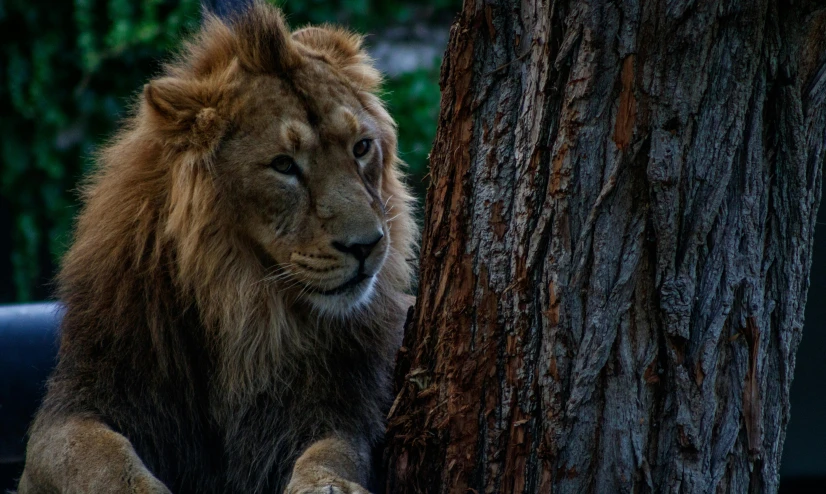 the large lion looks on as it sits by the trunk of the tree