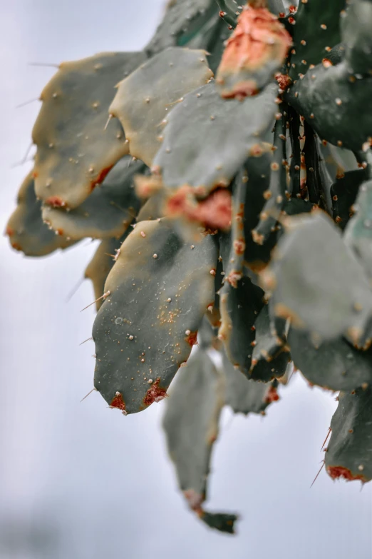 a group of cactus plant in the air