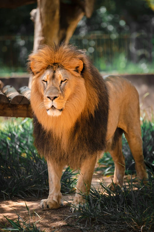a lion is standing in the grass near a log