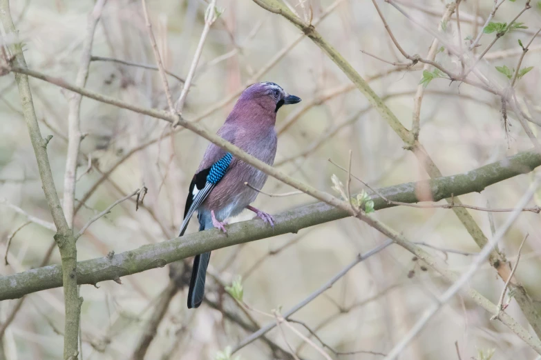 a blue and pink bird is on the tree nch