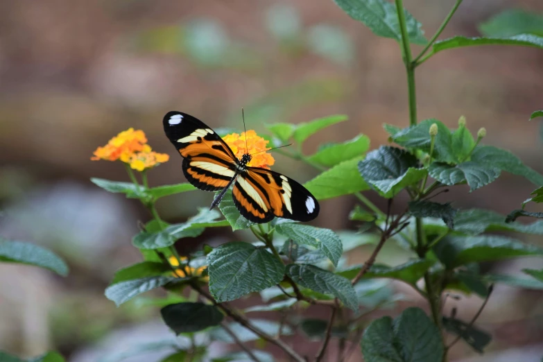 an orange and black erfly resting on a flower