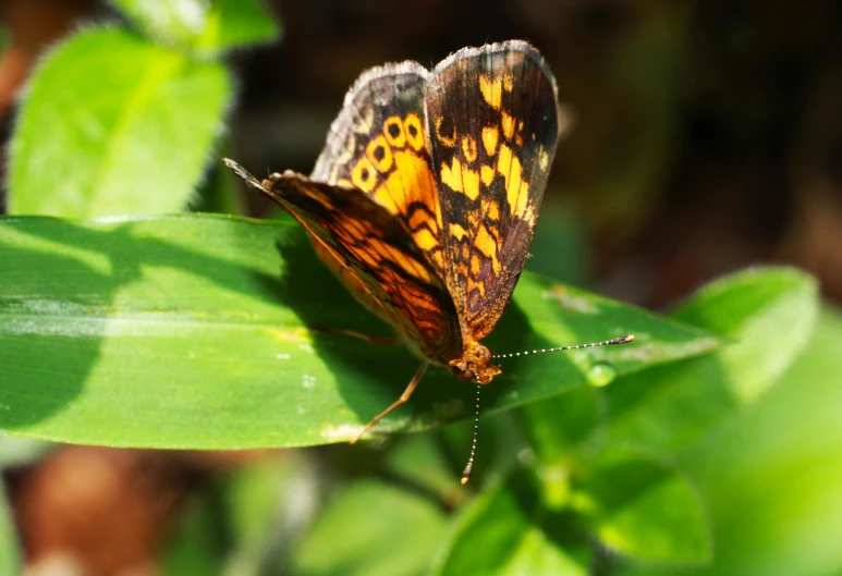 a yellow and brown erfly sitting on a green leaf