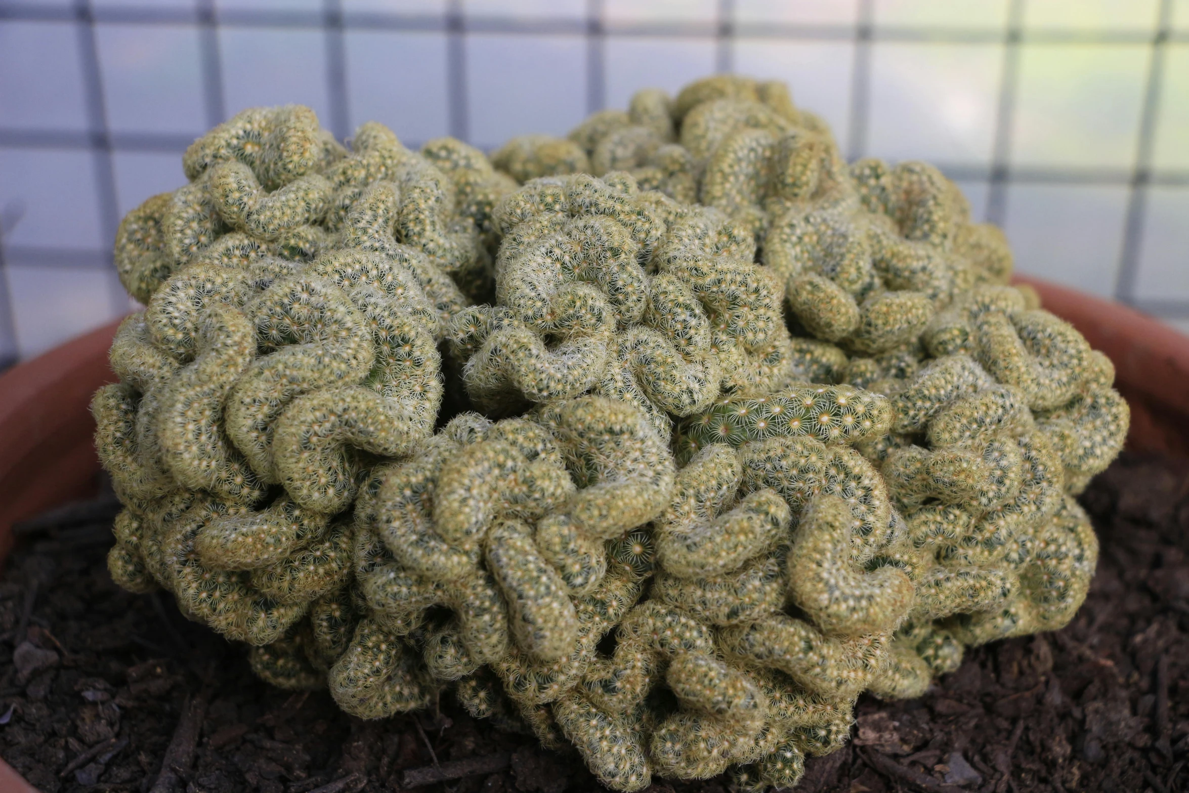 a large pot filled with dirt covered in clumps