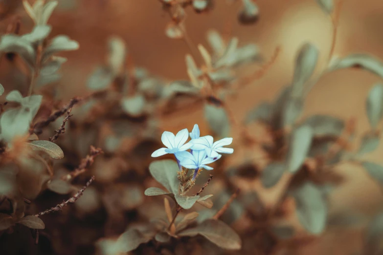 an arrangement of flowers that are very pretty