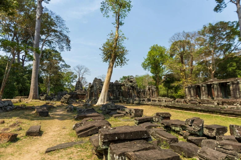 a tree growing next to some rocks and trees