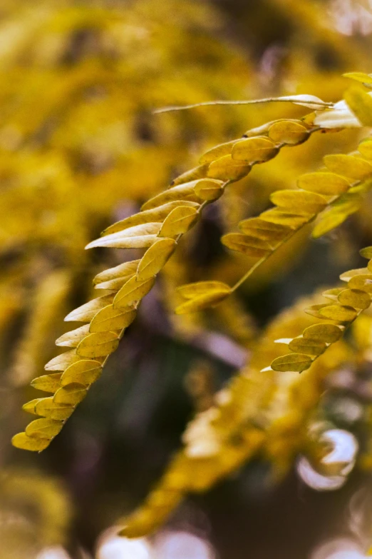 close up po of leaves with yellow foliage