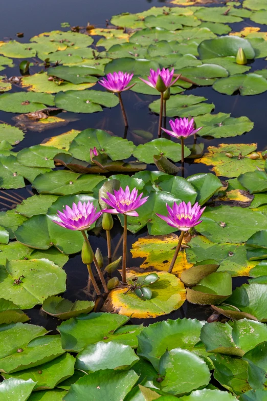 three purple water lilies blooming in a pond