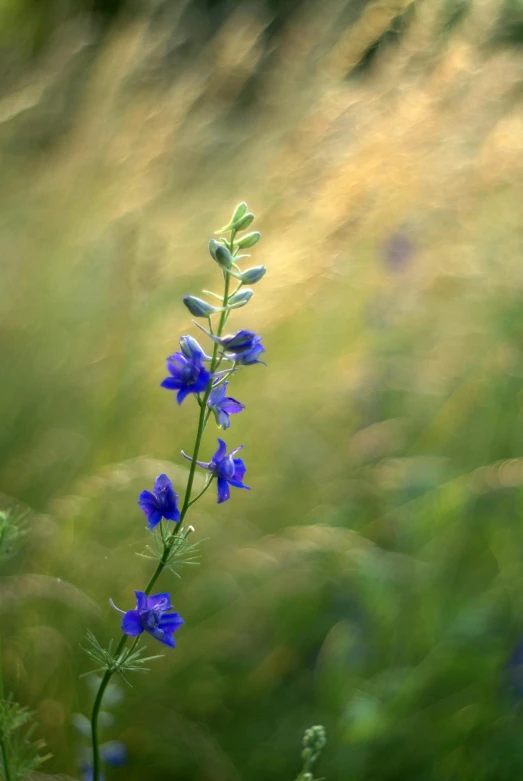 a plant that is blue in color with blurred grass behind it