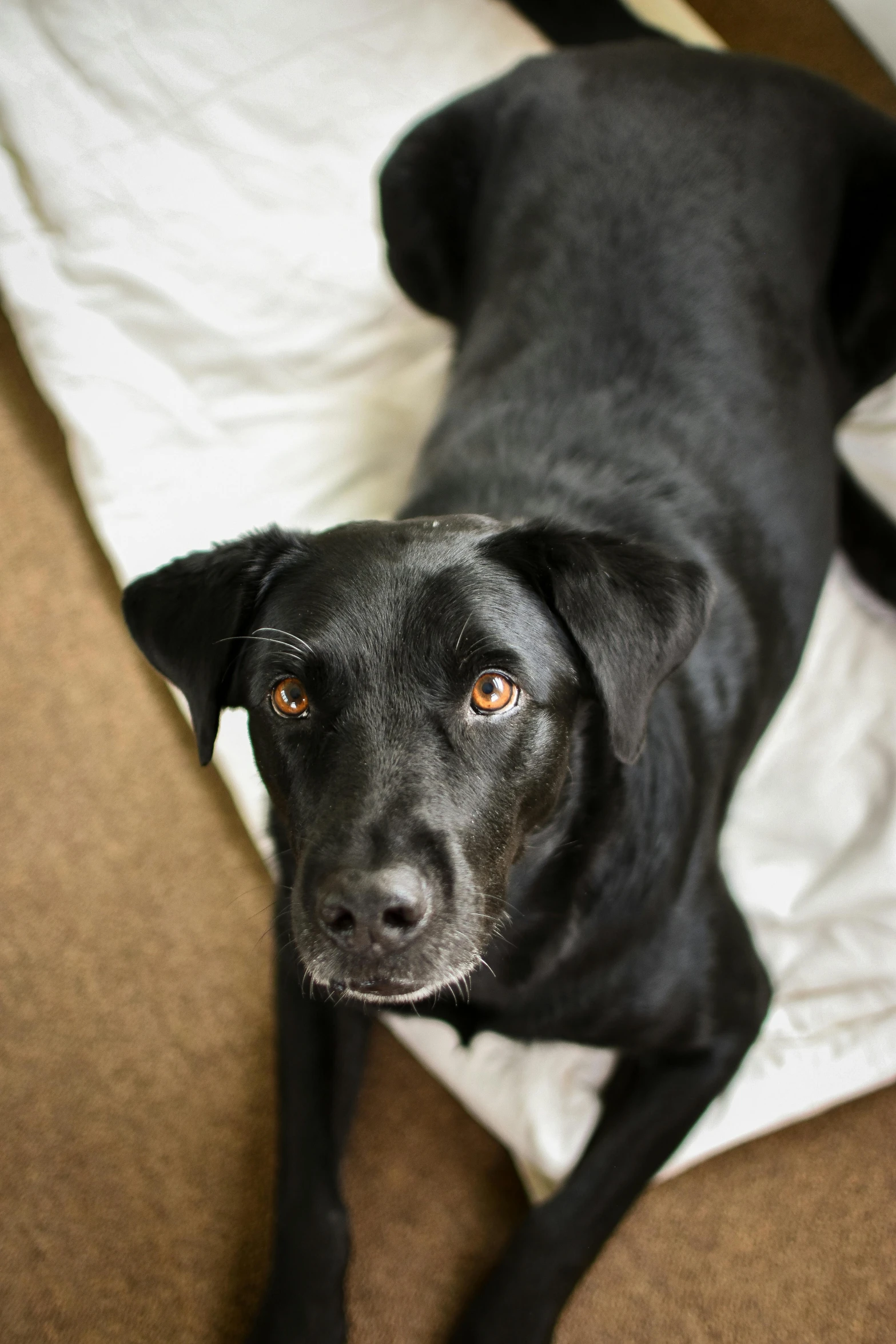 a dog sitting on a bed with it's eyes open