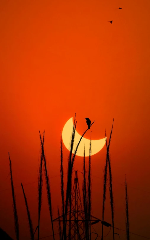 birds flying in the evening on a bright orange sky